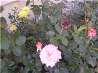 06ecf513-Picture 4196.jpg